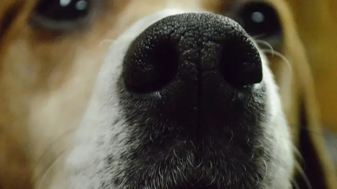 Собачий ніс - тріумф сенсорної інженерії