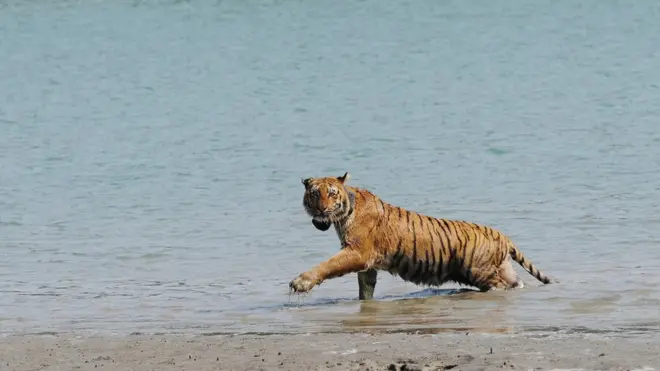 ဆန်ဒါဘန်တောထဲမှာ ရှားပါး ဘင်္ဂလားကျားတွေခိုလှုံ