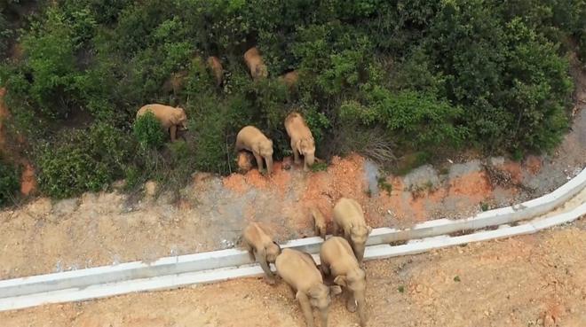 在中国南部的云南省，15头迁徙的野生亚洲象持续引发人们关注。这只“大象部队”罕见从栖息地西双版纳的保护区走出，一路北上400公里，穿越多个城镇，目前距离人口稠密的省城昆明不到100公里。