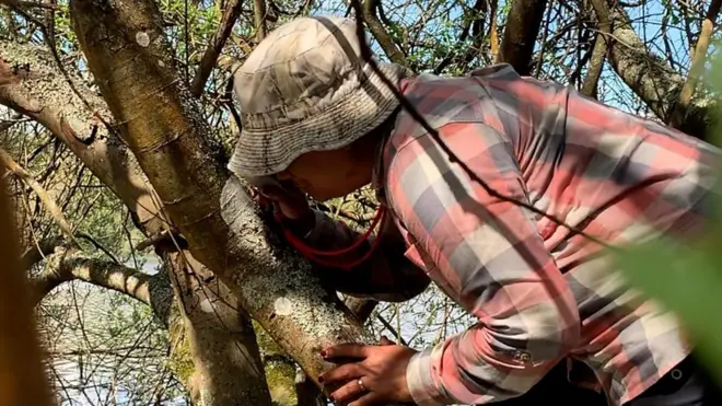 ඔබේ වටපිටාවේ වාතයේ ගුණාත්මකභාවය පෙන්වන ස්වාභාවික දර්ශක