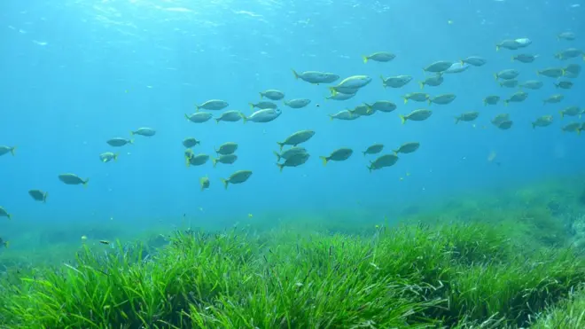 sea grass