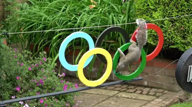 Белки на Олимпиаде