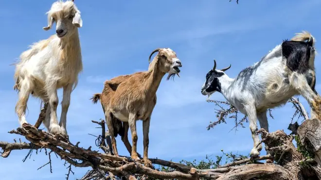 En algunas estaciones del año, las hojas y frutos de los árboles de argán son los únicos pastos verdes que tienen para comer.