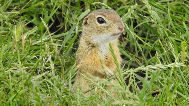 Tekunica vreba iz prikrajka