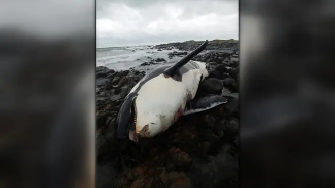 косатка Лулу