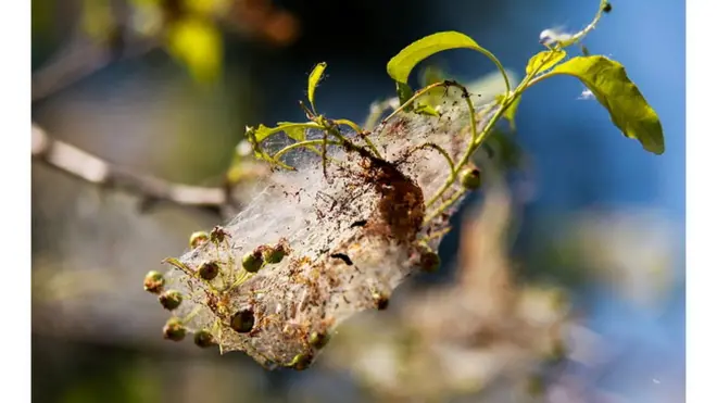 Les chenilles légionnaires causent d'énormes dégâts sur les cultures au Sahel. Les experts prédisent des risques de famine dans les pays infestés