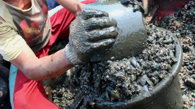 Kerang hijau dihinggapi banyak kerang batu (tritip) berlumpur sehingga perlu dibersihkan.