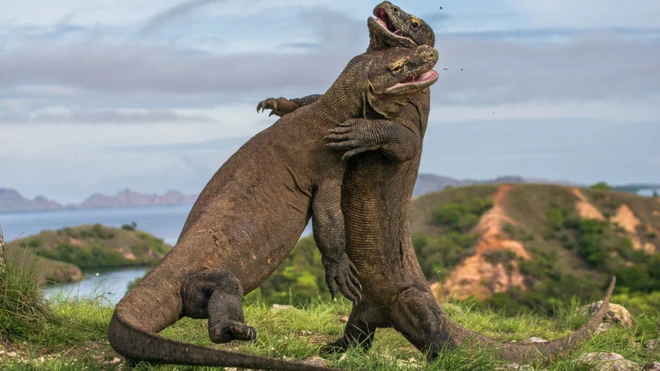 کوموڈو ڈریگن کی لمبائی 10 فٹ تک ہو سکتی ہے