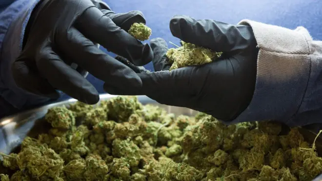 Before na crime to carry or use weed for Zimbabwe