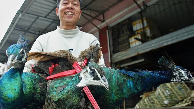 बेच्न राखिएको मयूर