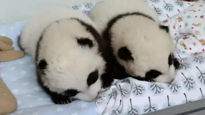 pandas
