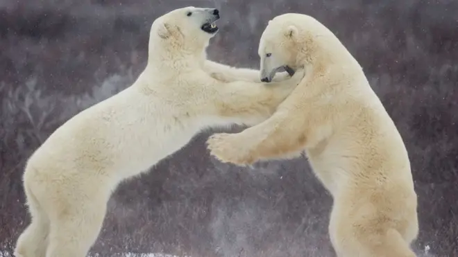 Polar bears mainly eat seals