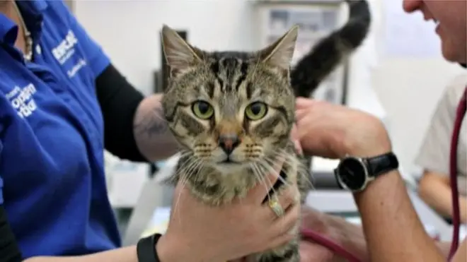 avustralya'da yanlız kalan kedi