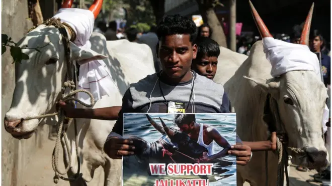 جلیکٹو کے کھیل میں لوگ گلیوں میں بھاگتے ہوئے بیلوں پر چڑنے کی کوشش کرتے ہیں۔ ہسپانوی بل فائٹنگ کے برعکس اس کھیل میں شرکا بیل کو قابو کرنے کے لیے کوئی آلہ استعمال نہیں کرتے۔