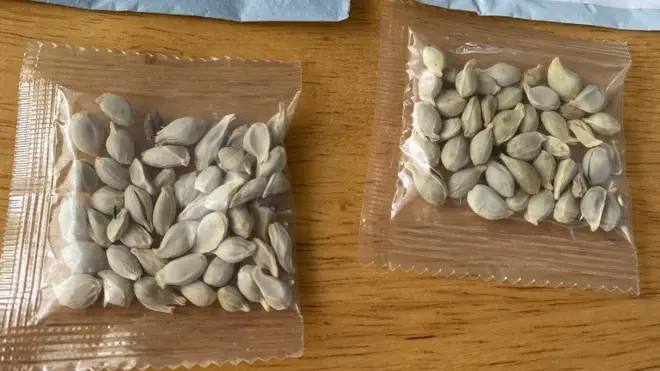 معظم بذور النباتات الأجنبية التي تلقاها الأمريكيون جاءت من الصين.