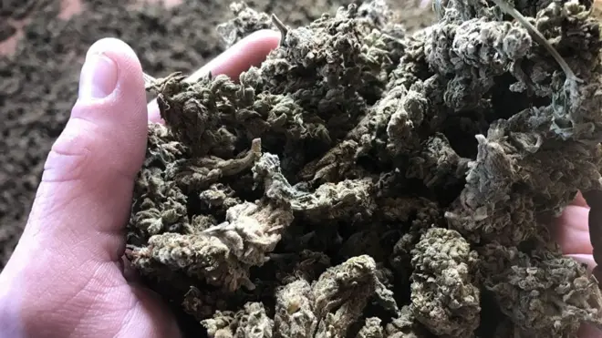 Um quilo da droga produzida na Albânia pode ser vendido por até 1,5 mil euros na Itália