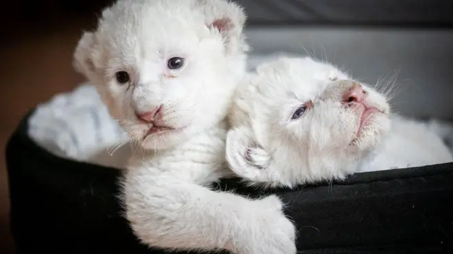 دو توله شیر سفید نادر در فرانسه؛ زادگاه شیرهای سفید در آفریقای جنوبی است و تعداد معدودی از آنها در طبیعت باقی مانده‌اند.