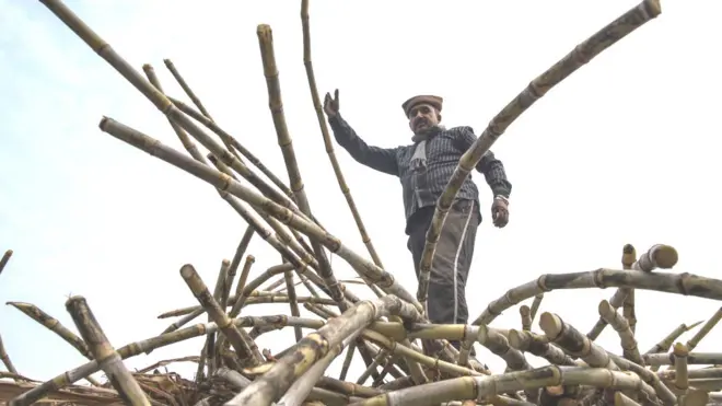 உத்தரப் பிரதேசம் தற்போது நாட்டிலேயே கரும்பு உற்பத்தியில் முதலிடத்தில் உள்ளது