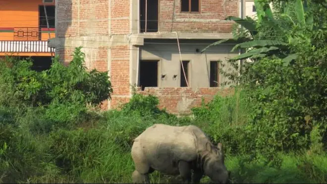 रात परेपछि गैँडा नारायणगढको बेलचोक वरपर देखिन थालेकोले मानिसहरू केही त्रसित बनेका छन्।