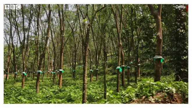 रबर प्लांट