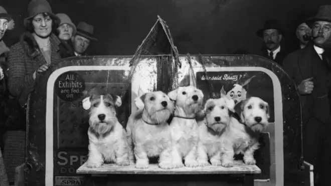 Силихејмски теријери су првобитно били узгајани за лов на видре, хермелине и творове, али данас се њихов број смањује