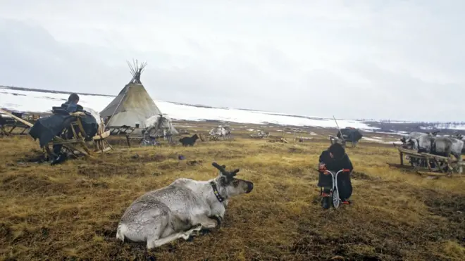 В результате эпидемии сибирской язвы погибли 1,5 тысячи оленей