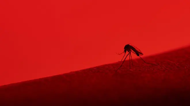 O Aedes pode estar transmitindo também o mayaro? Cientistas brasileiros estão atrás desta resposta