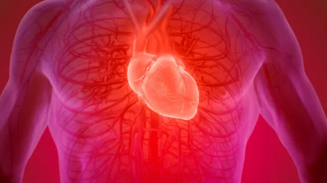 Сердце в груди