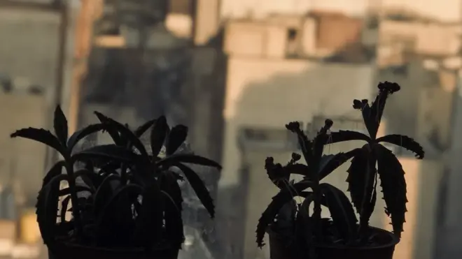 محسن، مخاطب بی‌بی‌سی فارسی، می‌گوید آنقدر هوا کثیف است که حتی دلش نمی‌آید کاکتوس‌های خود را بیرون بگذارد هوا بخورد.