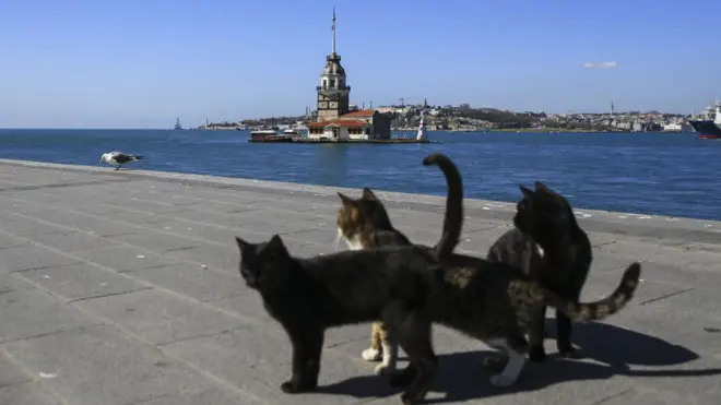 Menurut dinas pemeliharaan hewan, diperkirakan ada sekitar 12.500 ekor kucing gelandangan hidup di Istanbul.