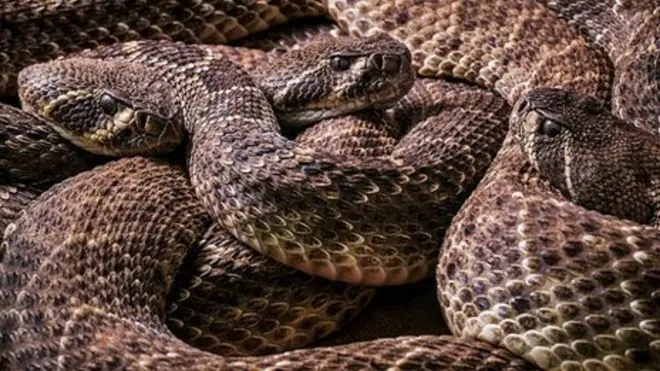 diamond back rattlesnakes