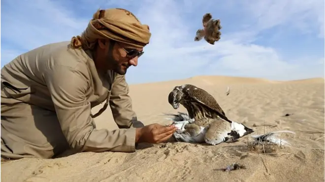 عربان په څاړي سره بازان ښکار کوي.