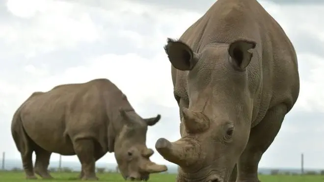 මිහිතලයේ දේශගුණ වෙනස්කම්හි ප්‍රතිවිපාකයක් වශයෙන් දැනට ඉතිරි වී සිටින්නේ මෙම වර්ගයේ සුදු රයිනෝ ජීවීන් දෙදෙනකු පමණි