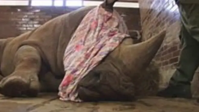 گینڈوں کے سینگوں کی کٹائی