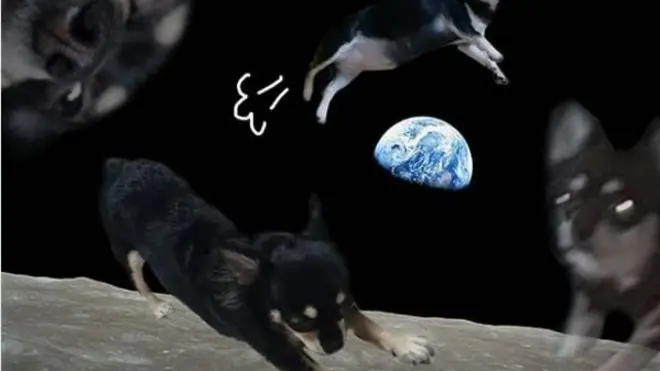 우주 배경에 반려견 사진을 합성한 '우주샷'