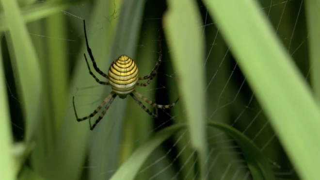 کسی بھی فصل میں موجود وہ واحد شکاری تو نہیں، مگر 'بہترین شکاری' ضرور ہے