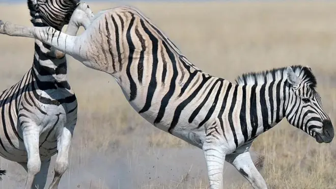 Zebra
