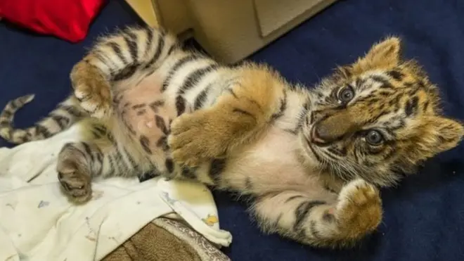 Anak harimau ini dirawat oleh kebun binatang San Diego.