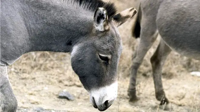 Gabaasichi akka agarsiisetti baayyinni harroota Keeniyaa keessa jiranii 900,000 hanag miliyoona 1.8 tti tilmaamamu