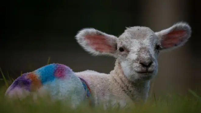 Овца в Оксфордшире