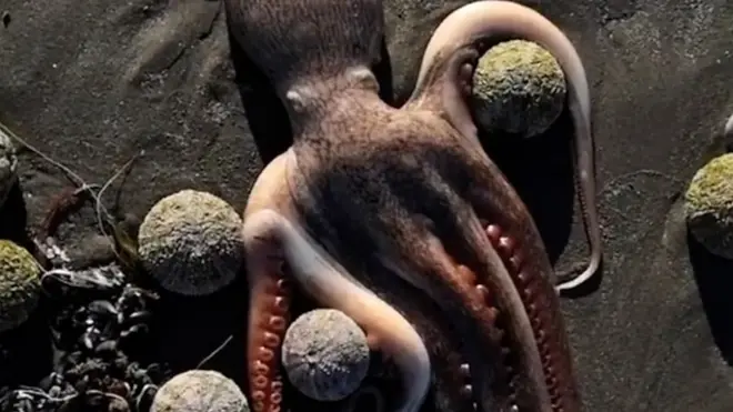 캄차카 반도에서 최근 해양생물들이 의문의 떼죽음을 당했다