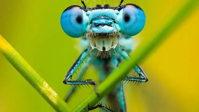 التصوير عن قرب: العالم الخفي للحشرات