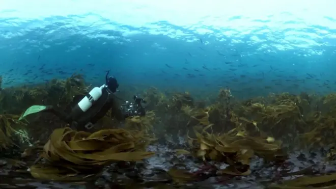 No fundo do mar, é possível encontrar uma fascinante vegetação que se forma em águas rasas com crescimento denso de várias espécies diferentes de algas, conhecidas como "kelps". | Foto: Our Blue Planet/BBC Earth e Alucia Productions
