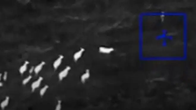 Коровы в погоне за преступником