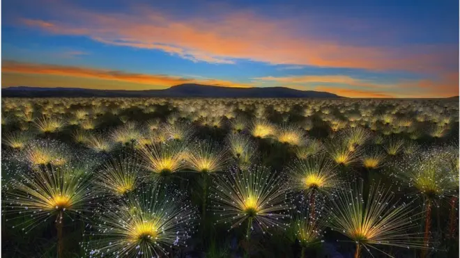 సూర్యోదయంలో వెలుగులు విరజిమ్ముతున్న పుష్పాలు
