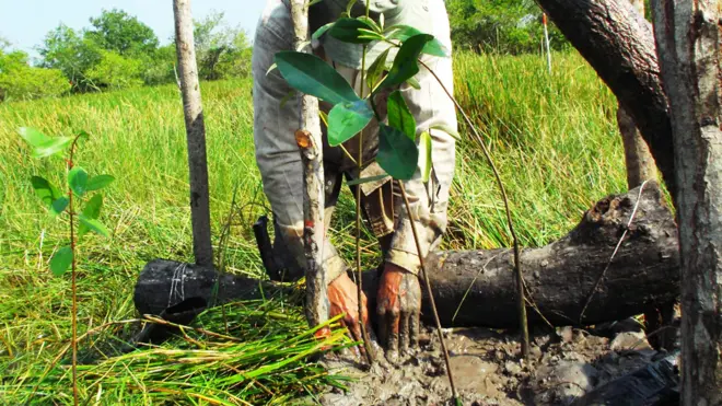 El uso de "chinampas", una técnica ancestral de los aztecas para elevar el terreno de humedales, le valió este año uno de los premios Ramsar a la ONG Pronatura en Veracruz, México.