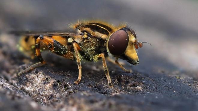 A hoverfly covered in pollen