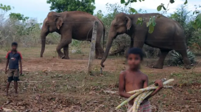 උඩවලව ජාතික වනෝද්‍යානය අසල උක්ගස් වෙළඳාමේ නිරත දරුවෙක්