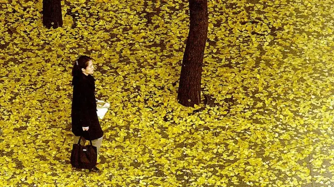 Seorang warga kota Seoul, Korea Selatan, tengah berjalan di sisi Pohon Ginkgo, 11 November 2003.