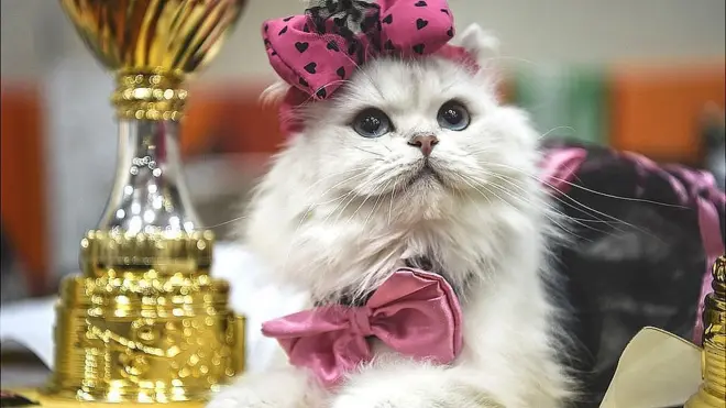 ट्रॉफी के साथ तस्वीर खिंचाती एक बिल्ली.